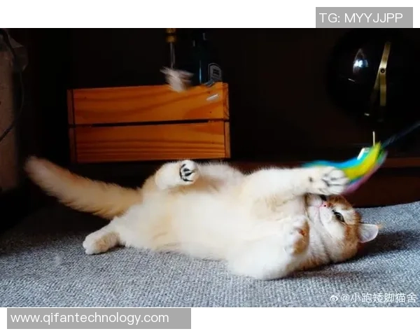 足球明星猫舍真实图片展现萌宠与运动员的温馨生活瞬间 足球明星猫舍真实图片展现萌宠与运动员的温馨生活瞬间